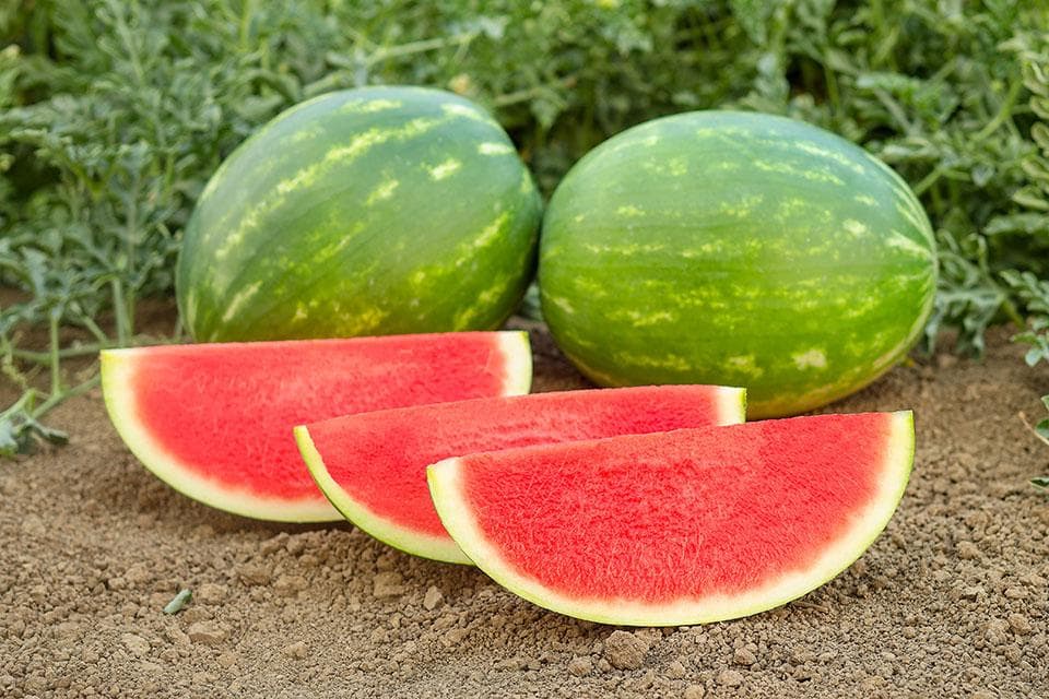 Watermelon Seedless